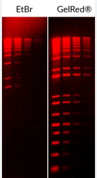  GelRed Nucleic Acid Stain 10,000X in water - 0.5 ml