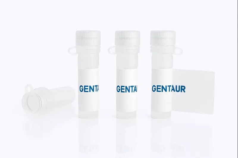 CNDP2, Mouse (sf9, His)