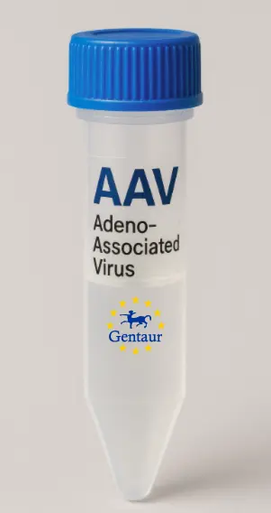 CDKL3 AAV Vector (Mouse) (CMV)