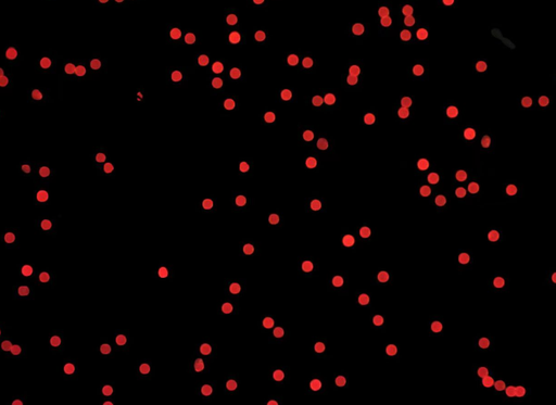 [AFR-1800-NH2] Red PS Fluorescent Particles, 18 um-NH2